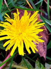 Taraxacum officinale