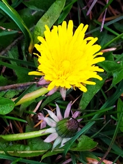 Taraxacum officinale