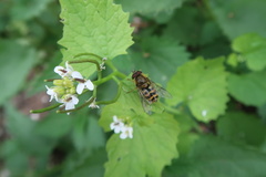 Syrphus ribesii