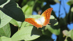 Charaxes varanes