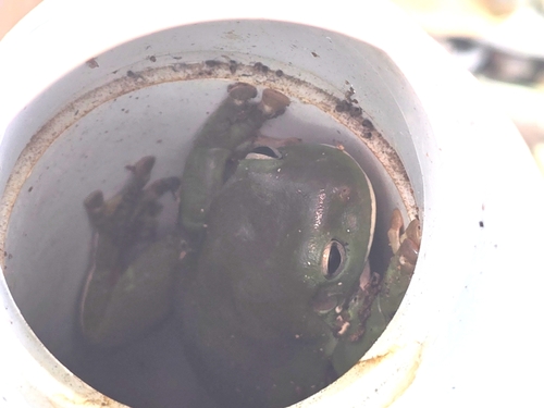 Green Tree Frog