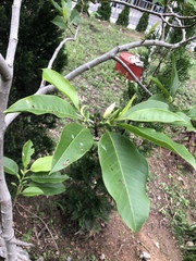 Magnolia × alba