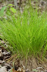 Trichophorum planifolium