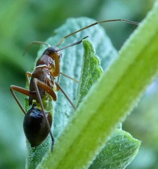 Closterocoris amoenus