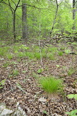 Trichophorum planifolium