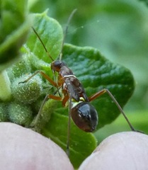 Closterocoris amoenus