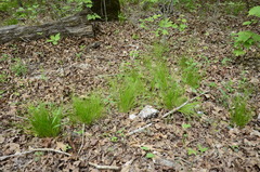 Trichophorum planifolium