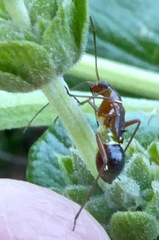 Closterocoris amoenus