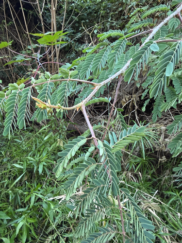 Mysore Thorn