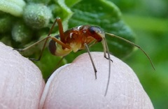 Closterocoris amoenus