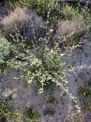 Sphaeralcea ambigua rosacea