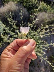 Sphaeralcea ambigua rosacea