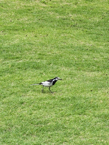 White Wagtail