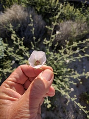 Sphaeralcea ambigua rosacea