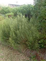 Passerina rigida