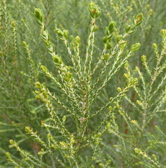 Passerina rigida