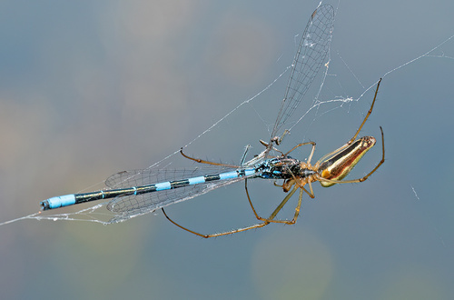 Dainty Damselfly, Tilburg, NL-NB, NL, photo 6 of 10