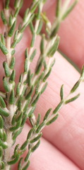Passerina rigida