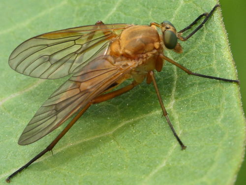 Marsh Snipe Fly photo 5