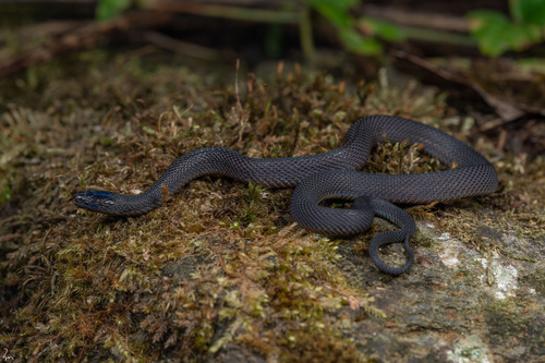 Achalinus ningshanensis