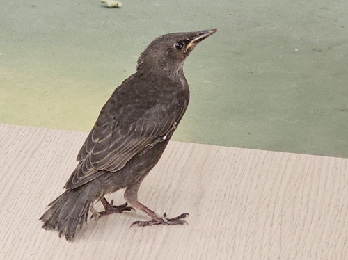 European Starling