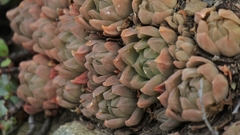Haworthia cymbiformis