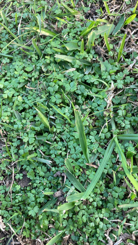 Slender pennywort