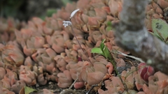 Haworthia cymbiformis