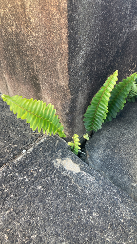 Fishbone Fern
