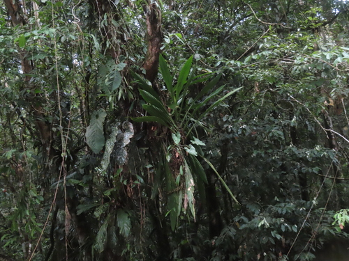 Ludovia lancifolia, photograph 5