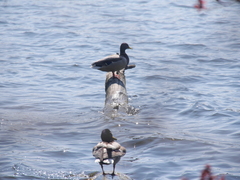 Anas platyrhynchos