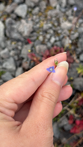Wahlenbergia gracilis observed 2026-06-21