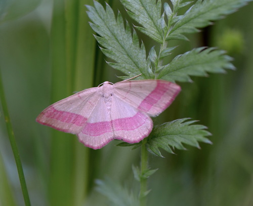 common pink-barred