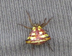 Micrathena lucasi
