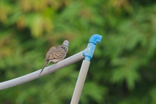 Zebra Dove