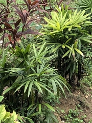 Rhapis excelsa