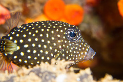 Endemic Marine Fish of Hawaii · iNaturalist