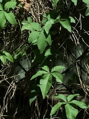 Ipomoea cairica