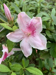 Rhododendron × pulchrum