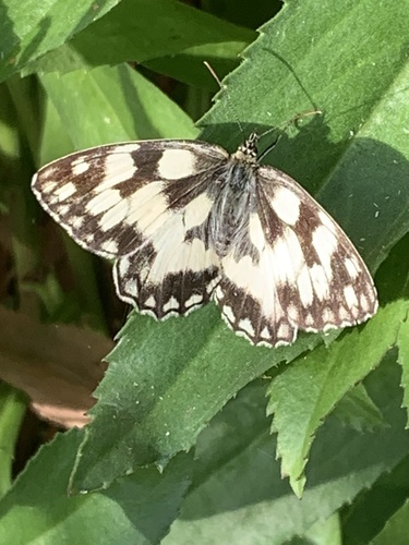 Marbled White