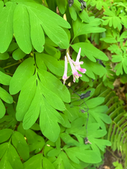 Corydalis scouleri, photograph author not stated, no rights reserved
