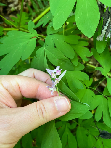 Corydalis scouleri, photograph 5
