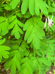 Corydalis scouleri, photograph author not stated, no rights reserved