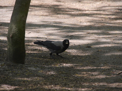 Corvus cornix