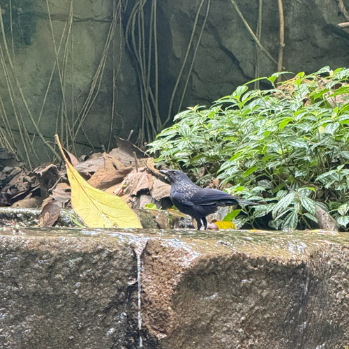 Blue Whistling-Thrush
