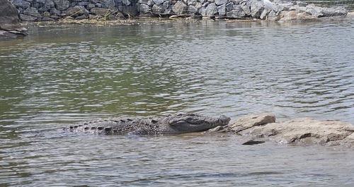 Mugger Crocodile