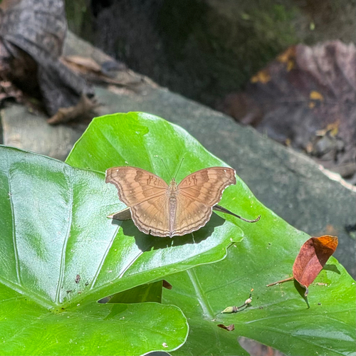 Chocolate Pansy