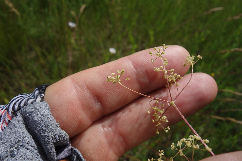 Trinia kitaibelii; photograph (c) Aleksei Baushev, some rights reserved (CC BY)