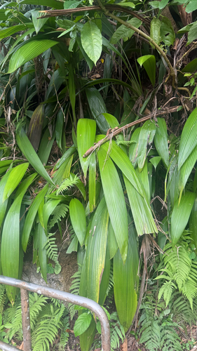 Curculigo capitulata observed 2026-06-21