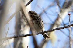 Haemorhous purpureus purpureus